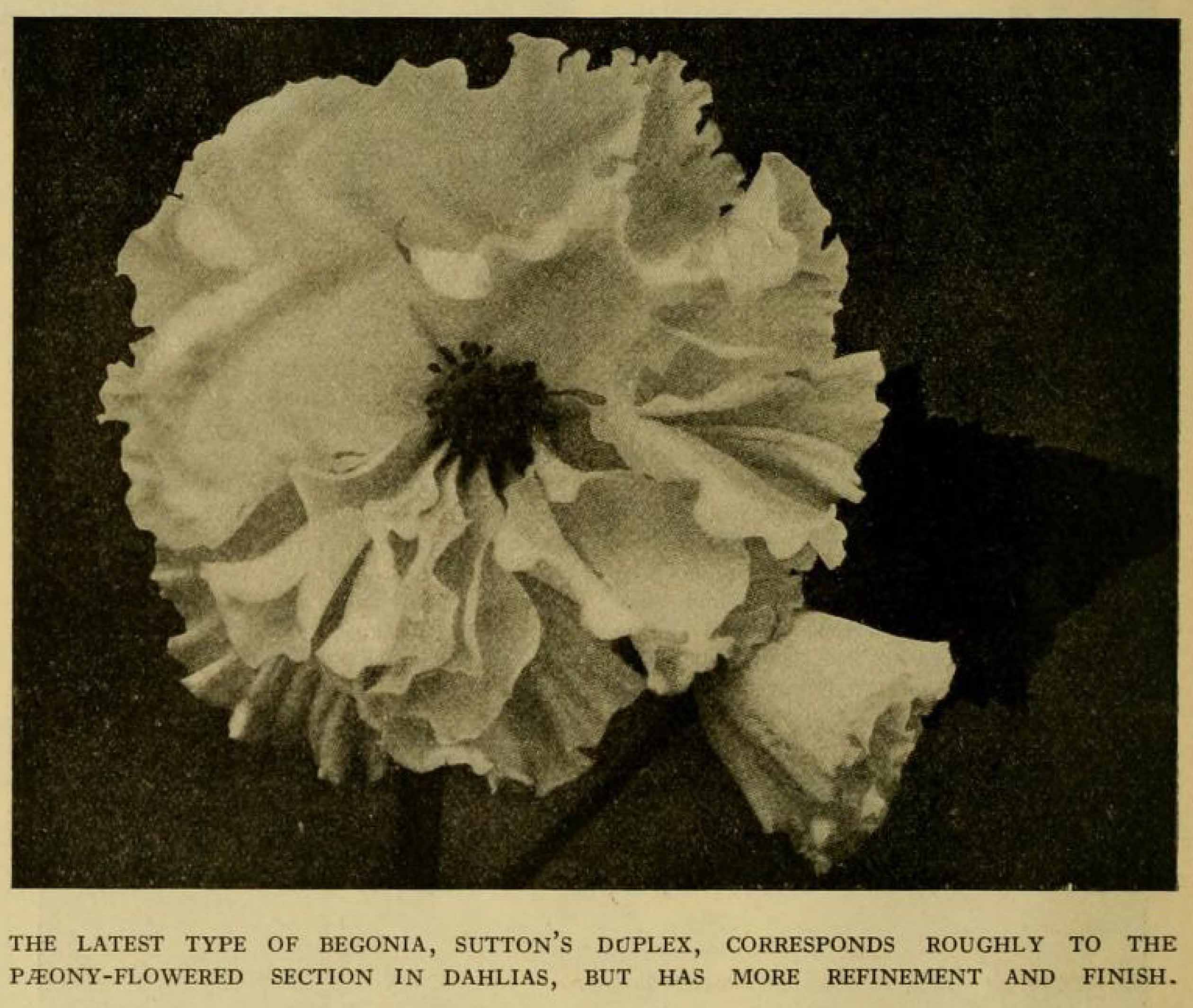 B. ‘Sutton's Duplex’